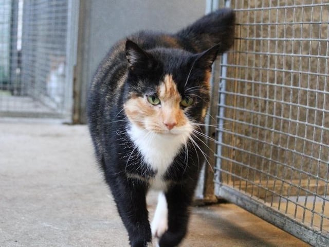 This is Mickey. She is a lovely cat who is very friendly and and loves having a fuss. We don't know much about Mickey other than she may have been a stray.

Mickey would love a new home with lots of things to keep her amused making her a good addition to a family.


If you feel that you can give Mickey the home that she needs, then please call our rehoming number (that you can find to the right of this advert). You may need to leave a message, but someone will get back to you as soon as they can.
