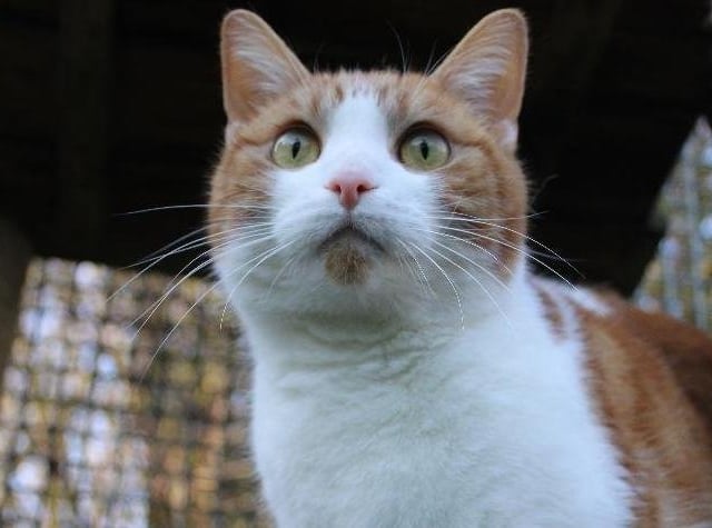 Meet Boots - a lively little boy and very playful.
Little boots suffers from stress and gets cystitis sometimes as a result. The vets have done tests and have discovered this link. It's very important to help to keep his stress levels down which is why we are recommending an adult only household. Boots finds it difficult to be around little people, and his new family just needs to be aware of and manage this.
If you feel that you have the calm and stress free environment that Boots needs, as well as time and love to give (Boots just loves to play) then please call our rehoming number (that you can find to the right of this advert). You may need to leave a message but someone will get back to you as soon as they can.
If you have any questions regarding Boots, please email them to enquiries@rspca-cambridgeshiremideast.org.uk
