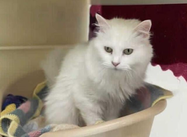 This sweet girl is Sunshine. She arrived in our care after coming from another branch for this reason we do not have too much history on her however, after spending some time here at the centre getting to know her, she is now ready to find her forever home.

Sunshine is a very sweet but nervous girl. She tends to spend the majority of her time outside asleep under her chair in her bed. She will allow you to stroke her on the head and does become very affectionate when she is comfortable being with you. But when she does get startled she will react with a swipe. We are looking for owners who are experienced with nervous cats, just so we can ensure that she has a family that will give her the time and patience she needs to flourish into the beautiful and sweet girl that she is.