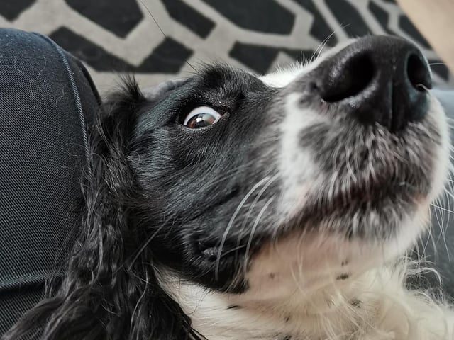 Lola