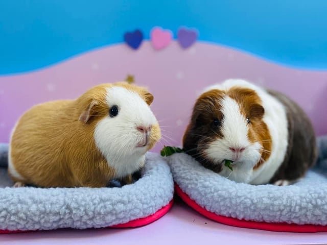 Taco and Beans