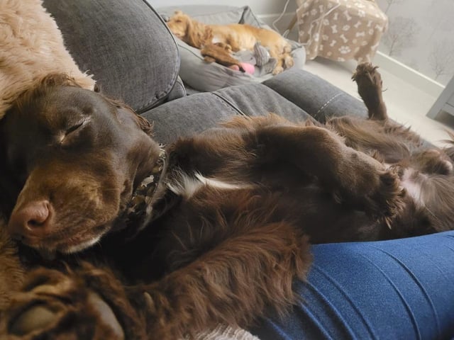 Buddy (with Minnie in the background)