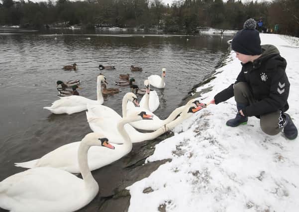 Riley Orr feeds the swans in Hillsborough Forest.