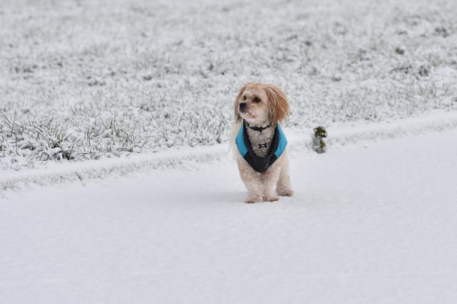 A Dog enjoying   the snow in Crumlin Co Antrim