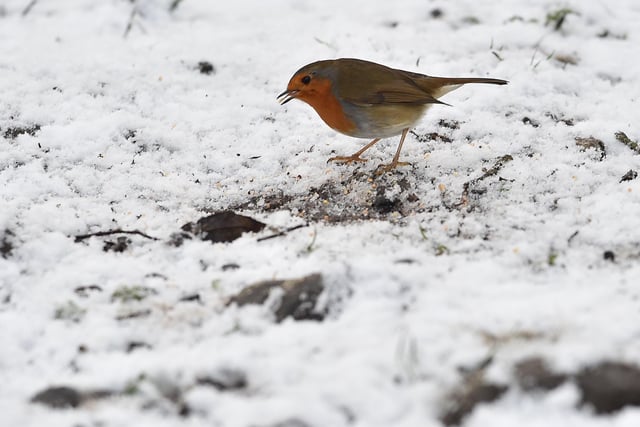 A Robin in   the snow in Crumlin Co Antrim