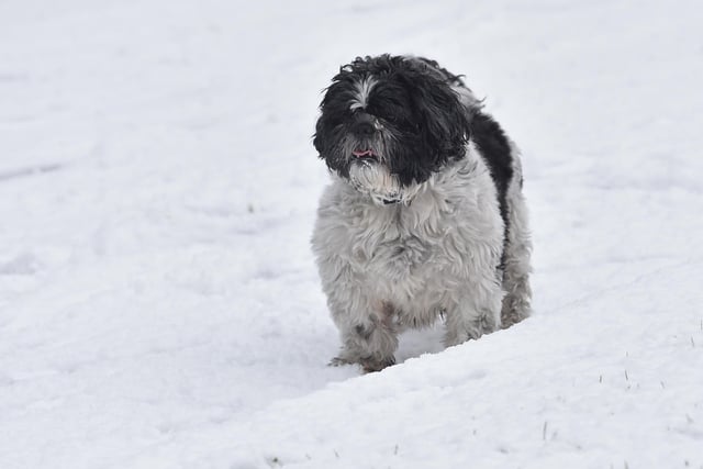 A Dog enjoying   the snow in Crumlin Co Antrim