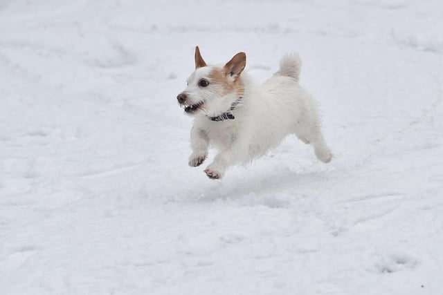 A Dog enjoying   the snow