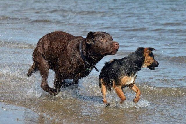 The most dog-friendly beaches in the country have been revealed.