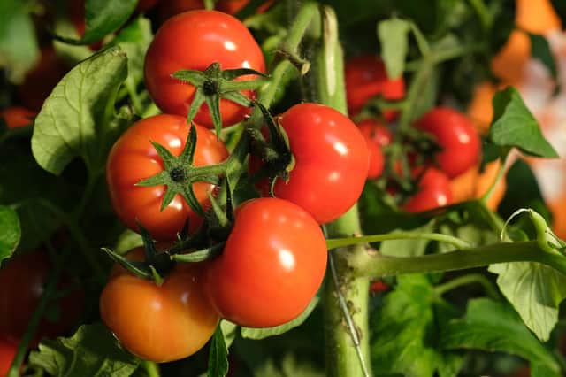 These tomatoes are not from Hayley Matthews' garden (Picture: Sean Gallup/Getty Images)