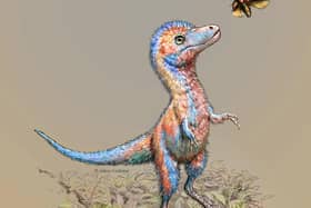The baby tyrannosaurus - cousin of T Rex - was the size of a Border collie