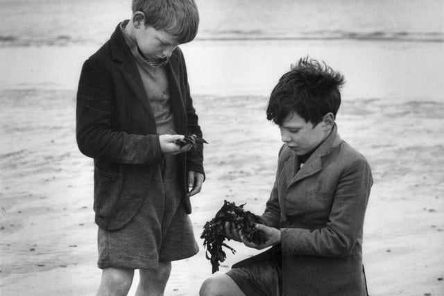 Two nine year old boys, David French and Stephen Watson, from Piershill, examine seaweed on Portobello Beach in June 1961.
