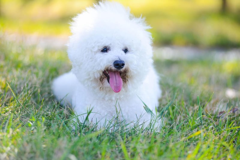 Rarely growing over a foot in height and weighing in at just 15 pounds, the Bichon Frise is a dog seemingly designed for city living. While they need little space, they don't like being left alone for more than a few hours - something that needs to be taken into consideration.