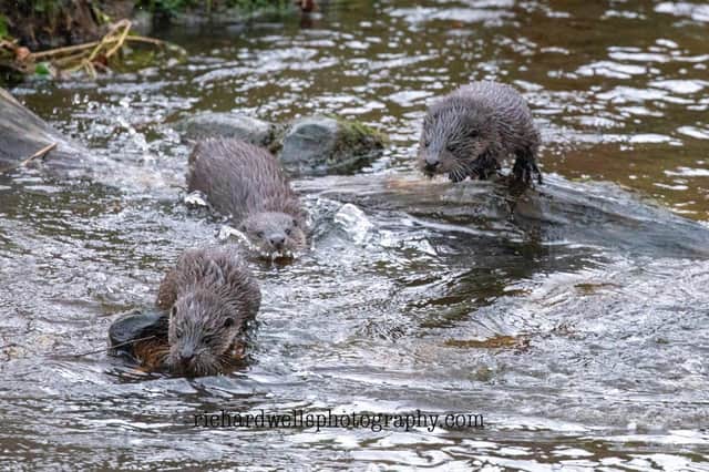 A Richard Wells photo of otters in the Capital