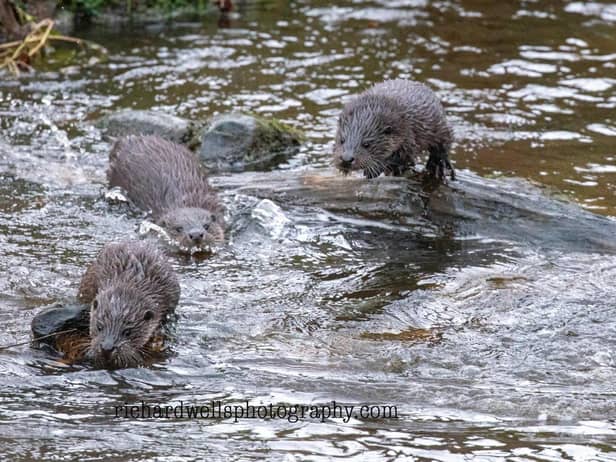 A Richard Wells photo of otters in the Capital