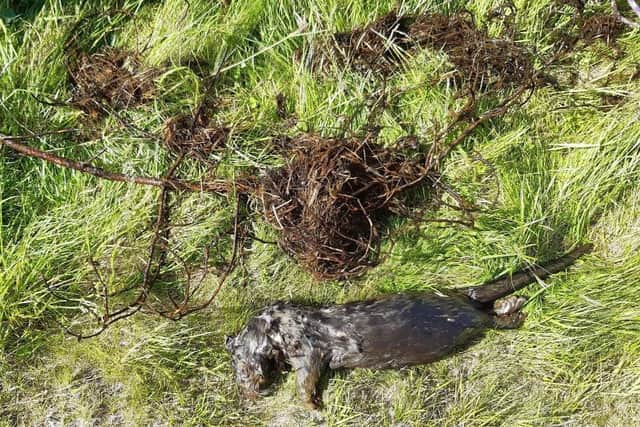 The otter was found strangled by fishing line in the reservoir at Tweedsmuir in the Scottish Borders