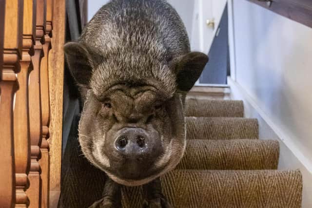 The giant hog is living in a three-bedroom house. Morag Sangster and husband John Ryan founded Tribe Sanctuary in Carluke, South Lanarkshire, and have four 'failed micropigs' in their care as well as more than 100 animals. (Photo: Katielee Arrowsmith).
