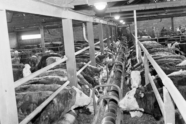 Animals feeding in automatic delivery troughs at Wariston Farm, in Currie, in February 1964.