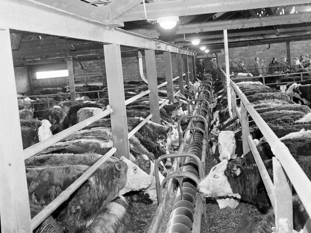 Animals feeding in automatic delivery troughs at Wariston Farm, in Currie, in February 1964.