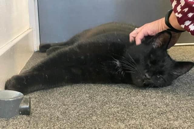 Dexter makes the most of his 15 minutes of fame with a good neck scratch.
Pic: Scottish SPCA