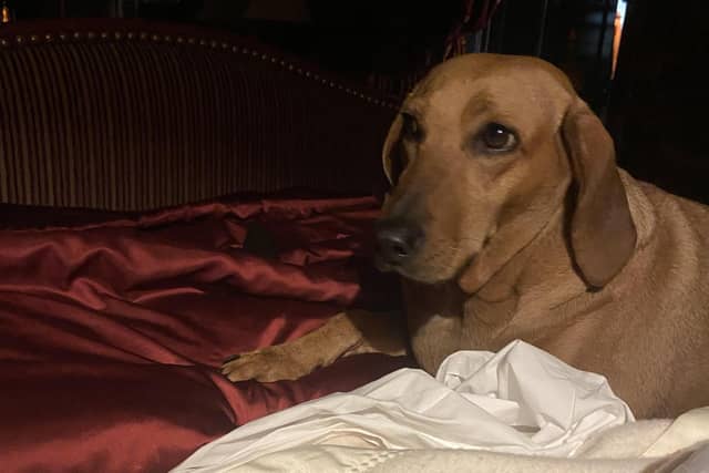 Hayley's dog Dolly celebrated a year with her family after being rescued from death in Greece