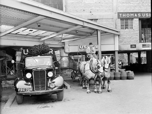 Usher's Brewery's Grey Percheron horses pulling a dray delivering beer to a bar in George Street in May 1960.