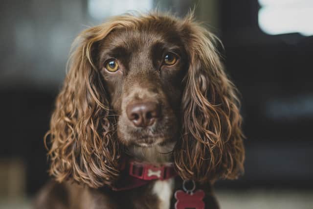 Four-year-old Sprocker, Lola, was treated at Veterinary Specialists Scotland in Livingston after suffering from a dramatically swollen tongue and jaw.