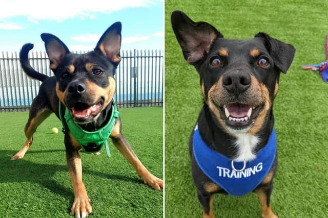 Meet Edinburgh rescue dogs Biscuit (left) and Seb