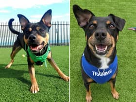 Meet Edinburgh rescue dogs Biscuit (left) and Seb