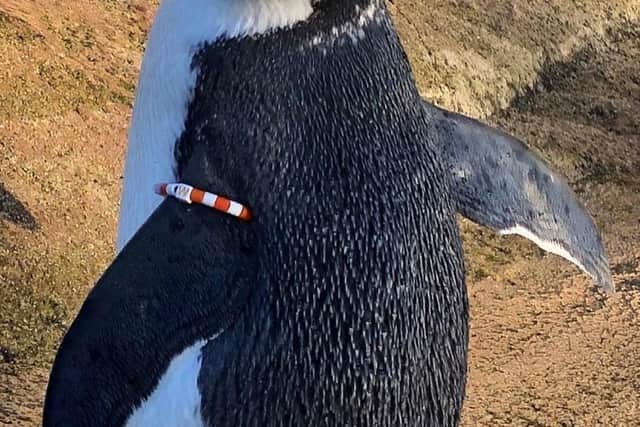 Mrs Wolowitz northern rockhopper penguin at Edinburgh Zoo
Pic: RZSS / Saltire News