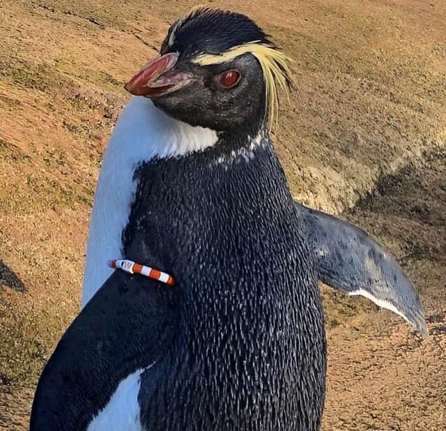 Mrs Wolowitz northern rockhopper penguin at Edinburgh Zoo
Pic: RZSS / Saltire News