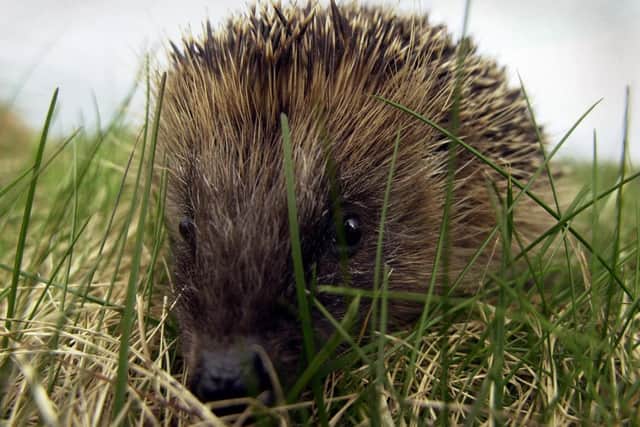 Hedgehogs have a new and unnatural threat in the shape of robotic lawn mowers (Picture: Andrew Milligan/PA)