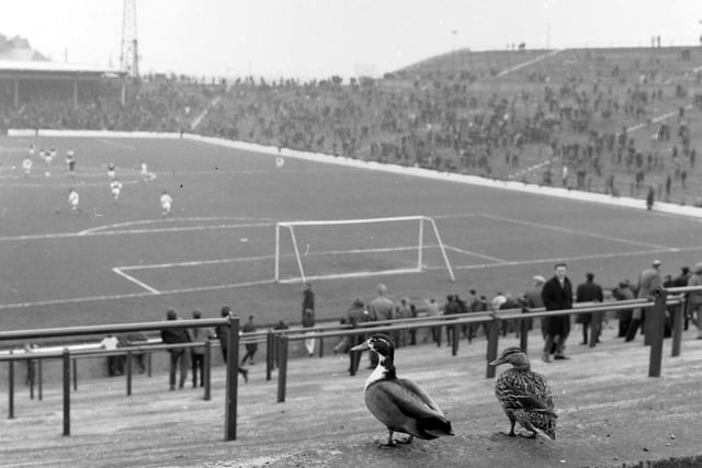 Two ducks enjoy an Edinburgh Derby at Easter Road in May 1966.