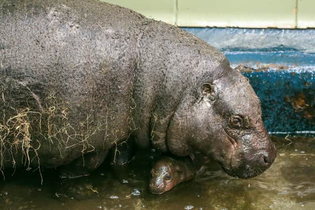 Members of the public will be able to get a look at hippo mum Gloria and her new calf, which has yet to be named, now that the zoo has reopened after lockdown