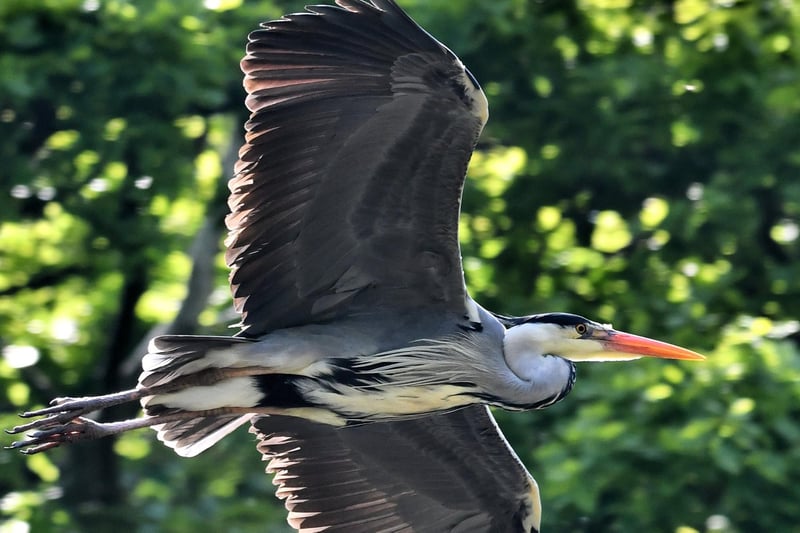 Syd Greig, said: "Getting out for my daily exercise walks and enjoying local wildlife makes me happy. This heron in flight was taken at the Hermitage Nature Reserve, Kingsmill."
