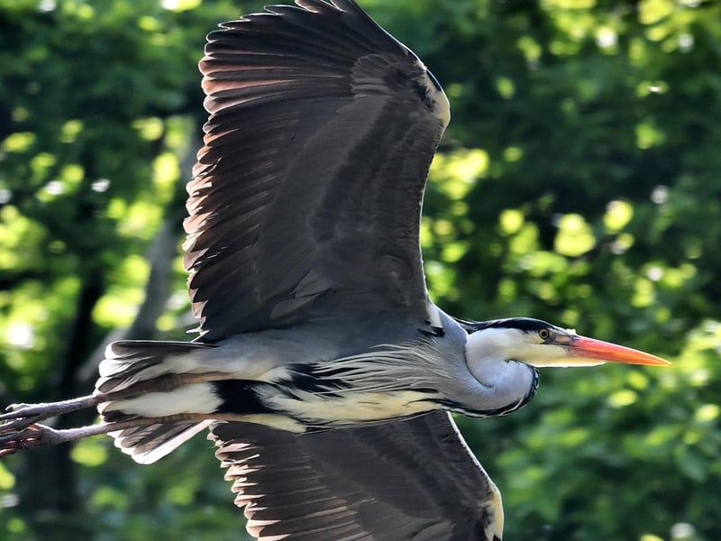 Syd Greig, said: "Getting out for my daily exercise walks and enjoying local wildlife makes me happy. This heron in flight was taken at the Hermitage Nature Reserve, Kingsmill."