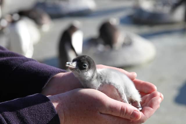 The first images of this year’s newly-hatched gentoo penguin chicks have been captured at the Royal Zoological Society of Scotland's Edinburgh Zoo. (Pic: RZSS)