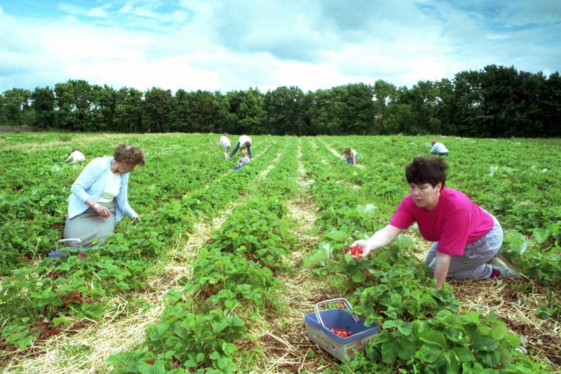 A little out of Edinburgh, but we liked this throwback People in a 'pick your own' strawberries field at Stenton fruit farm, Ruchlaw Mains, East Lothian, July 1993.