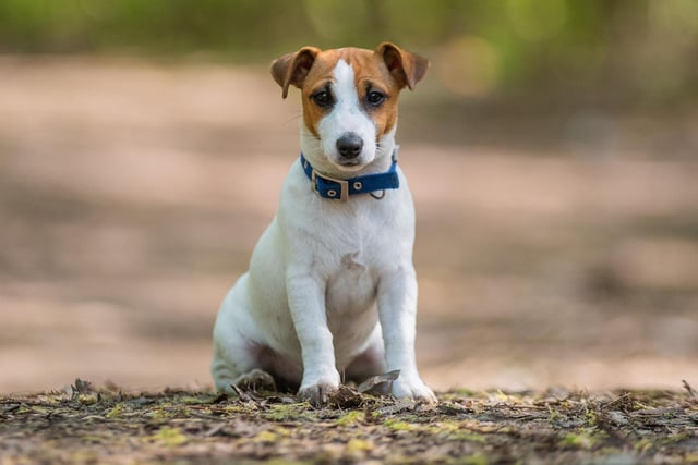 Jack Russell Terriers are a spirited and small breed, with 70 reports of thefts in recent years