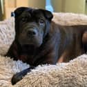 Gregor the Shar-pei has been at Edinburgh Dogs Trust for eight months