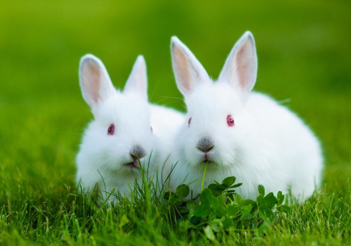 Why do people say 'white rabbit' on the first of the month? Meaning of the  tradition explained | Edinburgh News