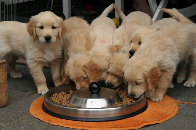Pups tucking into dry dog food