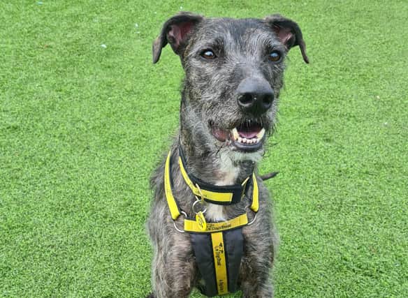 Edinburgh rescue dog Leo is waiting for his forever home at Dogs Trust West Calder.