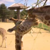 Edinburgh Zoo, home of the Royal Zoological Society of Scotland (RZSS), one of Europe’s leading centres of conservation, education and research, has launched a new virtual tour experience.