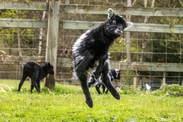 Five adorable and very lively North Ronaldsay lambs have been born at Almond Valley Heritage Centre in Livingston, West Lothian.