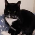 An appeal has been launched to find the owner of the lost cat found inside a sofa at a council waste depot in West Lothian. Photo: Scottish SPCA