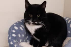 An appeal has been launched to find the owner of the lost cat found inside a sofa at a council waste depot in West Lothian. Photo: Scottish SPCA