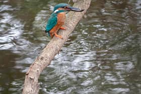 A kingfisher perched on a branch above Water of Leith in Edinburgh picture: Callum Robinson