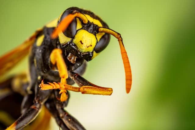 Autumn is a tricky time to be a wasp. Photo: Canva Pro.