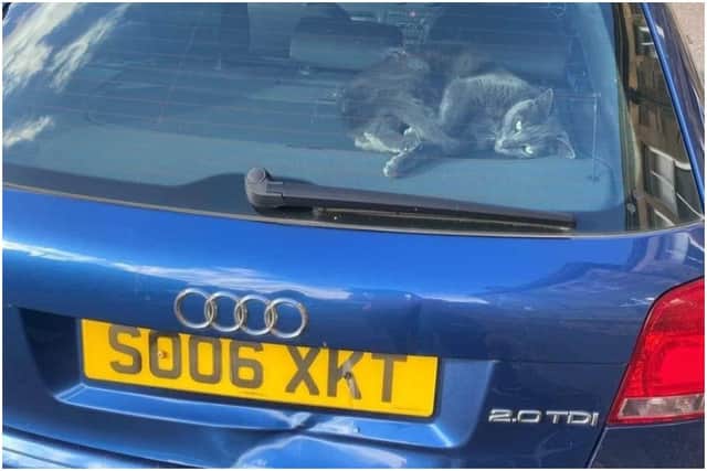 Buddy, who is currently trapped inside a locked car in Shandon Place picture: Caron Cook