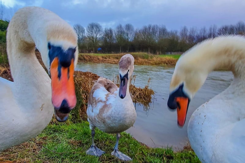 Paul Newsome managed to brave getting up close and personal with two swans with their only cygnet at Duston Mill.